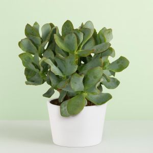 Crassula aborescens Studio