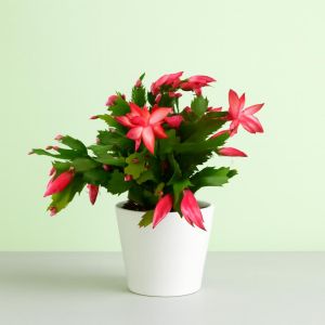 Schlumbergera Red 14 cm pot Studio