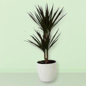 Dracaena Magenta Studio