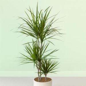 dracaena marginata v2 Studio