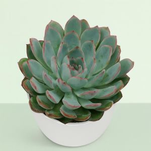 Echeveria 'Apus' 10.5 cm Studio