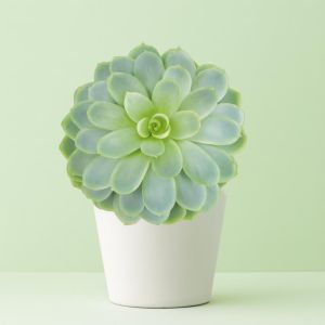 Echeveria Elegance Studio