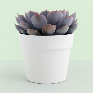 Echeveria Orion 10 Studio Studio