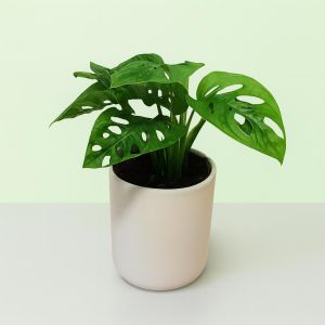 Maschera da scimmia Monstera
