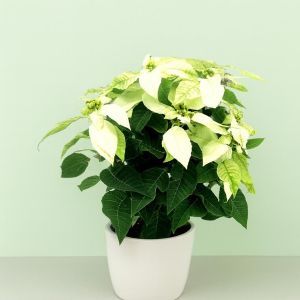 Euphorbia Princetta White Studio