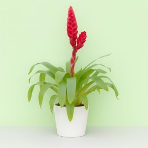 Vriesea Pink Studio Studio