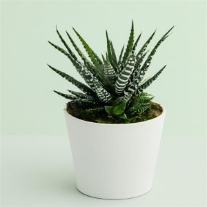 Haworthia fasciata big band 8 Studio