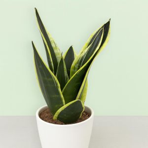 Sanseveria Black Gold Studio