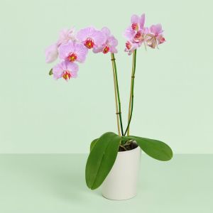 Phaleanopsis Pink Stripe 1 Studio