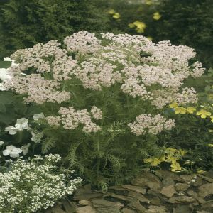 Achillea millefolium Pink Studio [Garden Colours, Garden Colours]