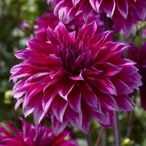 Dahlia Babylon Paars