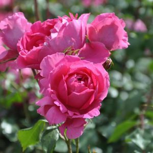 Climbing Rose Pink Cloud