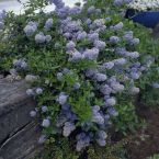 Ceanothus Thyrsiflorus Repens - Pianta In Vaso 19cm Per Giardino E Balcone - Foto 4
