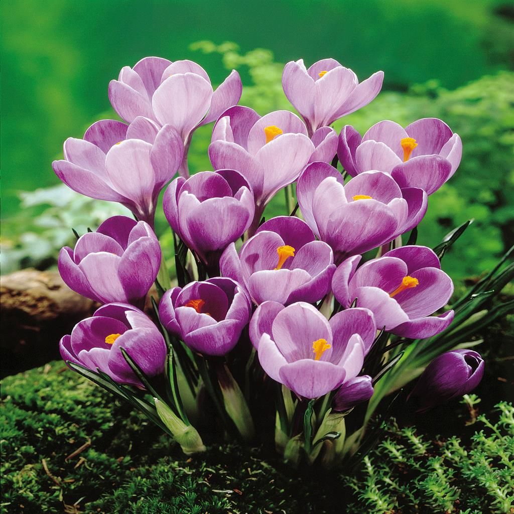 Bulbi Di Iris Viola - Confezione Da 8 Bulbi, Fiori Perenni Resistenti Per Giardino O Vaso