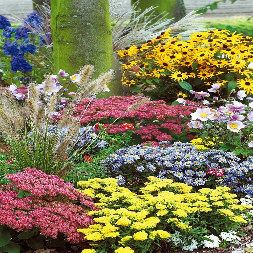 12 Piante Alpine Sempreverdi Da Fiore - Mix Di 6 Varietà Colorate Per Giardino - 3