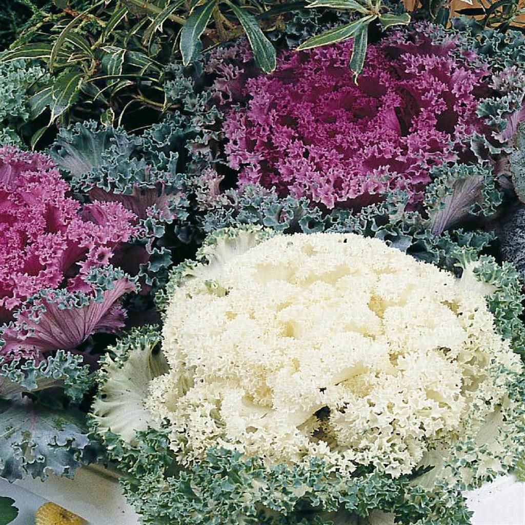 Semi, Verdure, E Frutta: Cosa E Quando Dare Da Mangiare - Mille Animali - Foto 9