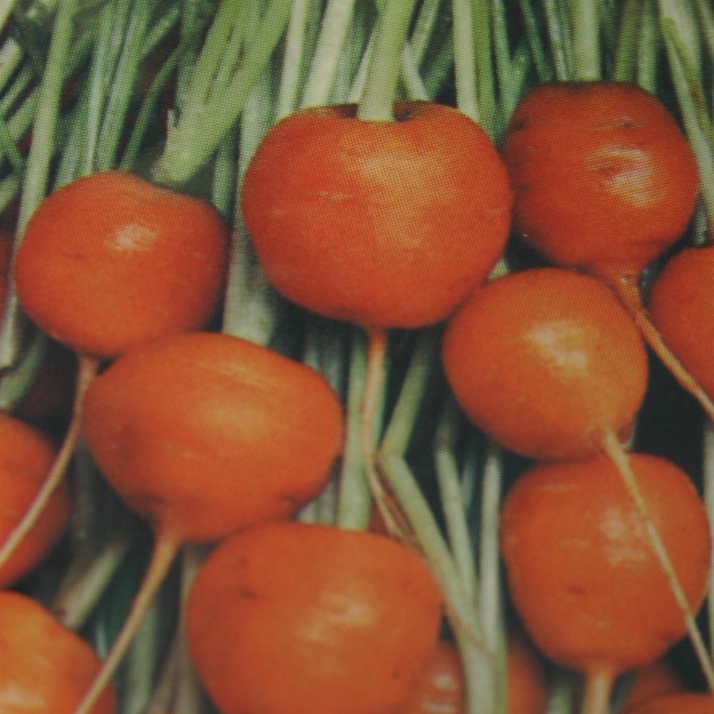 Semi Di Carota - Cimelio Scarlatto Nantes - 1.000+ Semi 2018 $1,69 Max - Foto 4