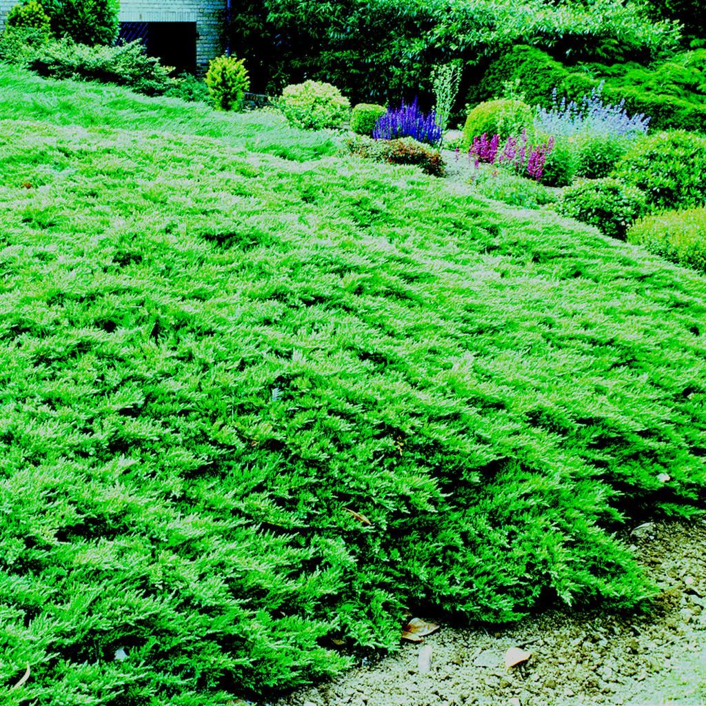 Albero Miniatura, Bonsai, Isolato Su Fondo Bianco Fotografia Stock - Foto 8