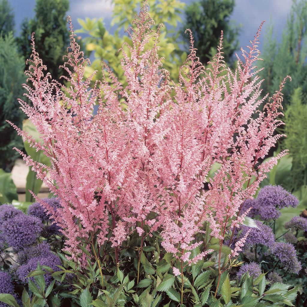 25 Rosso Astilbe / Perenni / Semi Di Fiori. - Italia - Foto 6