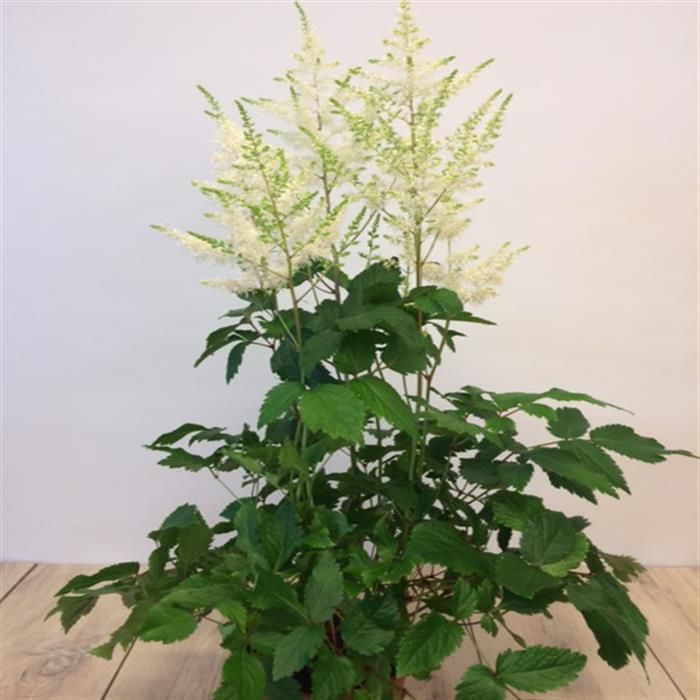 3 Bulbi Astilbe Japonica Binaco - Astilbe Bianco - Piante Da Giardino