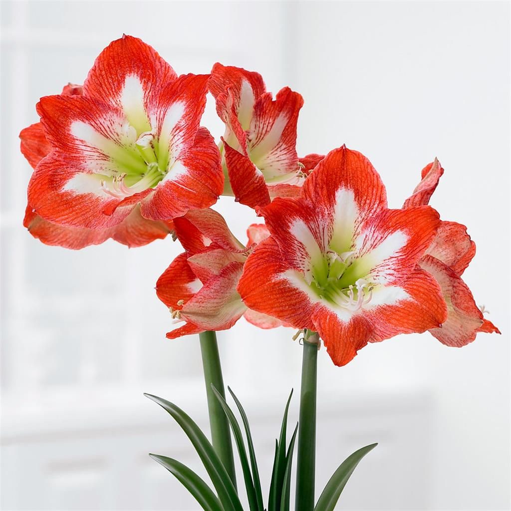 Bulbo Di Amarillide - Fiore Perenne Resistente Per Giardino - Foto 10