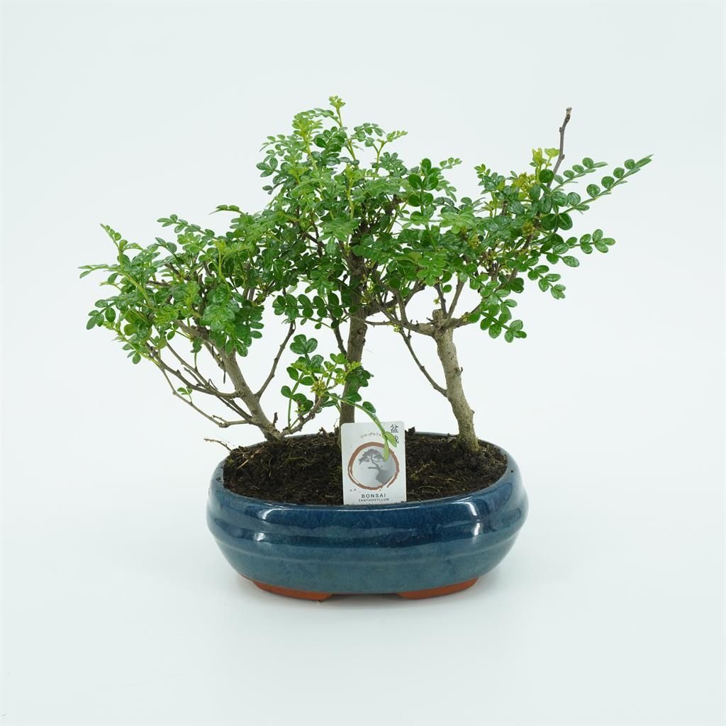 Bonsai da interno - Bonsai e Altro