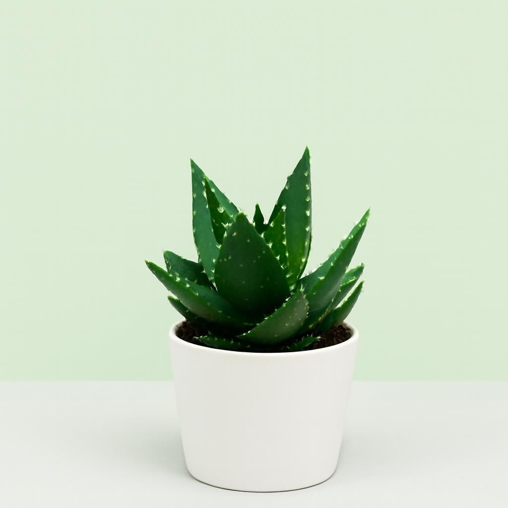 Acquista piante di Aloe vera su Plantazon.it