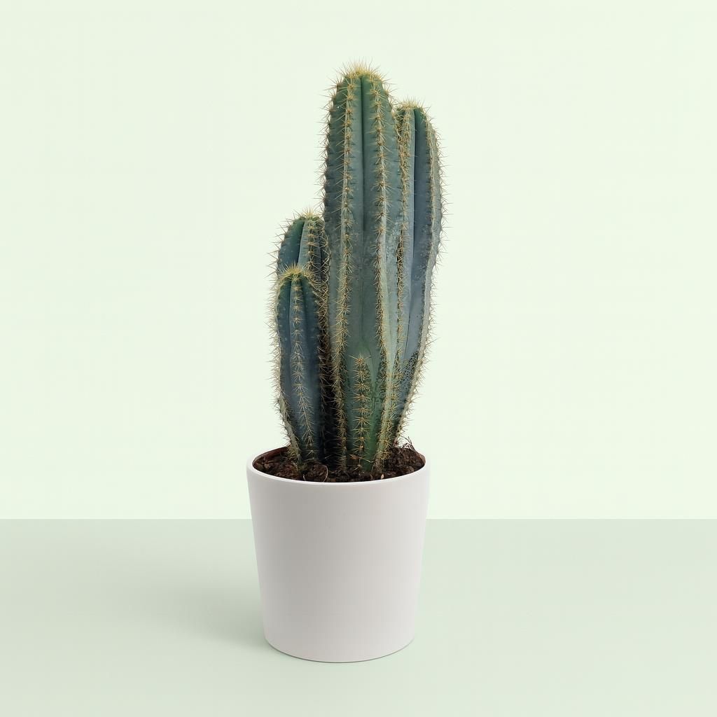 PIANTINA CACTUS FICO D'INDIA IN CERAMICA DIPINTA 10CM H. - Sacred Spirit